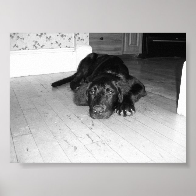 Jett on hardwood poster (Front)