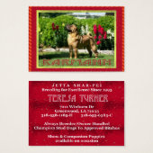 Jetta Shar-pei Profile Cards (Front & Back)