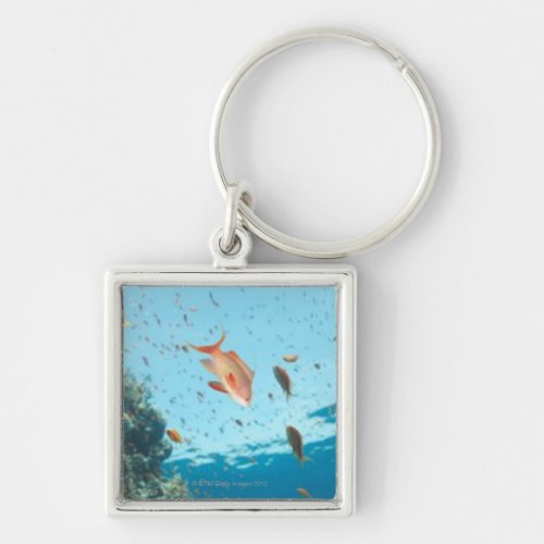 Jewel Fairy Basslets Keychain