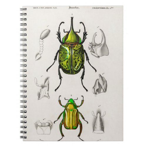 Jewel scarab Eastern Hecules Beetle Notebook