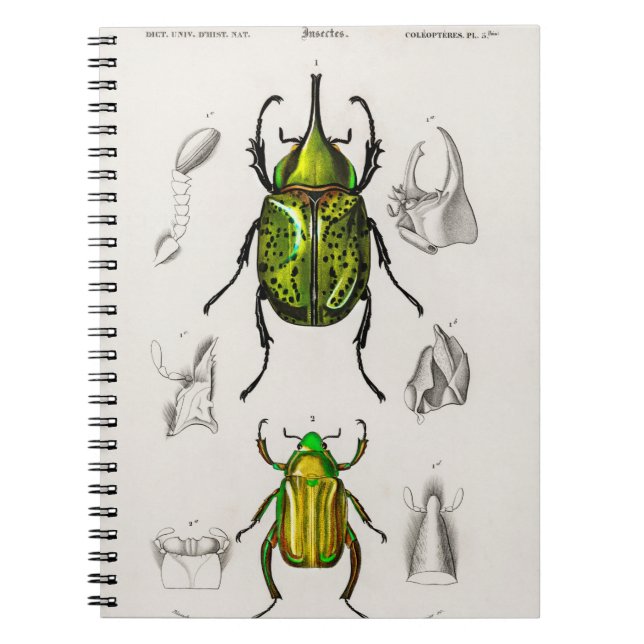 Jewel scarab Eastern Hecules Beetle Notebook (Front)