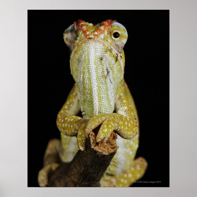 Jewelled chameleon, or Campan's chameleon Poster (Front)