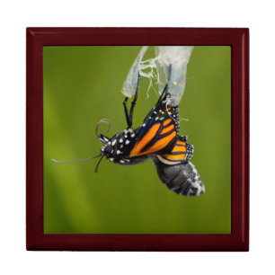 Jewelry Box Keepsake - Monarch Butterfly