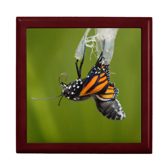 Jewelry Box Keepsake - Monarch Butterfly (Front)