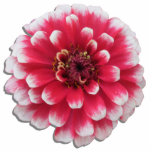 Jewelry - Pin - Bi-Color Zinnia Statuette<br><div class="desc">Made of acrylic with a metal back pin, this stunning bicolor zinnia makes a spectacularly beautiful accessory. Cut to the shape of the flower, it's a unique piece of jewelry that can be used in the lapel or to secure a tie or scarf. Add a lovely pop of color to...</div>