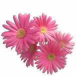 Jewelry - Pin - Dark Pink Gerbera Daisies L/F Statuette<br><div class="desc">There are so many stories about the daisy. In literature, Goethe immortalized the daisy when Marguerite needed to know if Faust loved her as she plucked the daisy petals and said, "He loves me. He loves me not." The daisy received its scientific name, Bellis, from mythology. It is said that...</div>