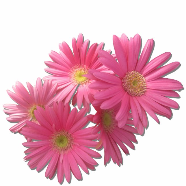 Jewelry - Pin - Dark Pink Gerbera Daisies R/F Statuette (Front)