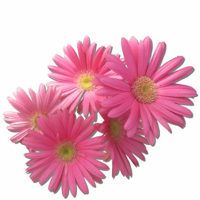 Dark Pink Gerbera Daisies