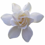 Jewelry - Pin - Gorgeous Gardenia Cutout<br><div class="desc">Made of acrylic with a metal back pin, this stunning gardenia makes a spectacularly beautiful accessory. Cut to the shape of the flower, it's a unique piece of jewelry that can be used in the lapel or to secure a tie or scarf. Add a delightful, delicate touch of nature to...</div>