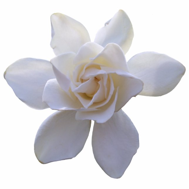 Jewelry - Pin - Gorgeous Gardenia Cutout (Front)