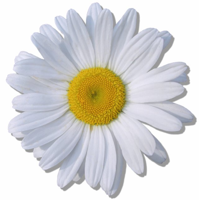 Jewelry - Pin - New Daisy Statuette (Front)