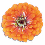Jewelry - Pin - Orange Zinnia Statuette<br><div class="desc">Made of acrylic with a metal back pin, this stunning orange zinnia makes a spectacularly beautiful accessory. Cut to the shape of the flower, it's a unique piece of jewelry that can be used in the lapel or to secure a tie or scarf. Add a lovely pop of color to...</div>