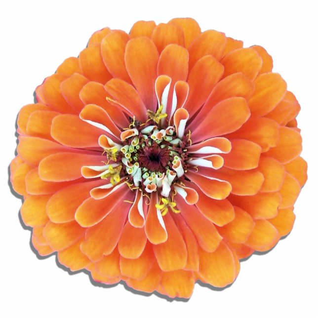 Jewelry - Pin - Orange Zinnia Statuette (Front)
