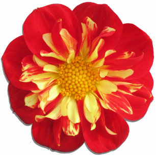 Jewelry - Pin - StarSister Dahlia Statuette