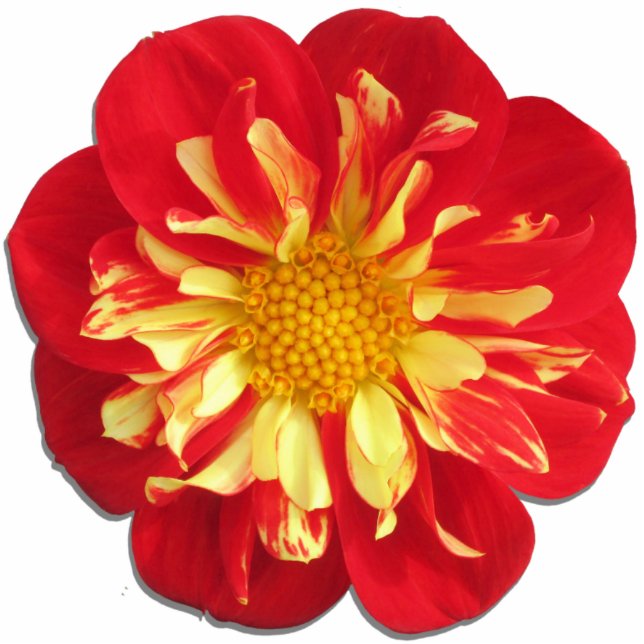 Jewelry - Pin - StarSister Dahlia Statuette (Front)