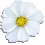 Jewelry - Pin - White Cosmos Statuette<br><div class="desc">Made of acrylic with a metal back pin, this stunning, white cosmos makes a spectacularly beautiful accessory. Cut to the shape of the flower, it's a unique piece of jewelry that can be used in the lapel or to secure a tie or scarf. Add a lovely pop of color to...</div>