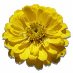 Jewelry - Pin - Yellow Zinnia Statuette<br><div class="desc">The zinnia plant, both flowers and leaves, were used by many southwestern tribes as medicinal and ritual herbs. Some have said that the Navajo tribe considers the zinnia one of the sacred life medicines. Still other, Pueblo, tribes are thought to believe the zinnia a symbol of wisdom. We do know,...</div>