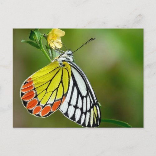 Jezebel Delias Eucharis Butterfly Postcard