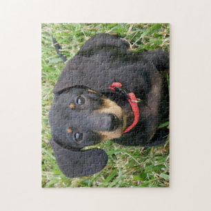 jigsaw puzzle - Dachshund