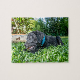 Jigsaw puzzle Puppy Labrador