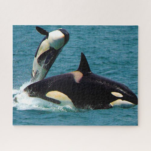 Jigsaws Orcas or Killer Whales Jigsaw Puzzle