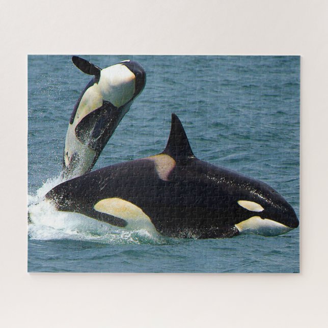Jigsaws Orcas or Killer Whales Jigsaw Puzzle (Horizontal)