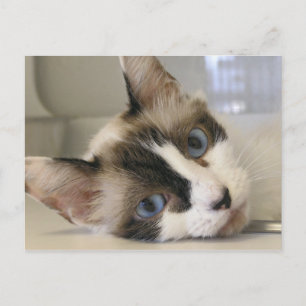 Jillie Postcard