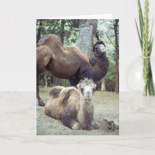 Jingle Baba and Purnimama Card