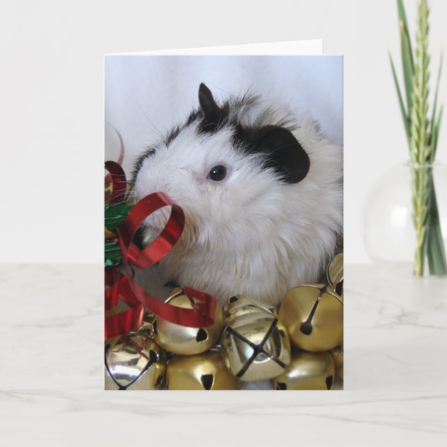 Jingle Bell Guinea Pig Holiday Card (Front)