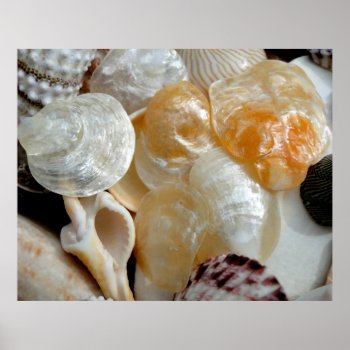 Jingle Shells Large Photography Poster by millhill at Zazzle