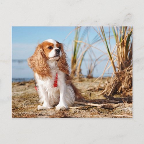 Joey Beach Cavalier Spaniel Postcard
