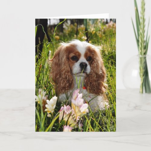 Joey Blenheim Cavalier Spaniel Card