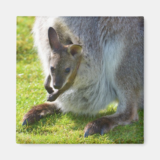 Joey in the pocket magnet (Front)