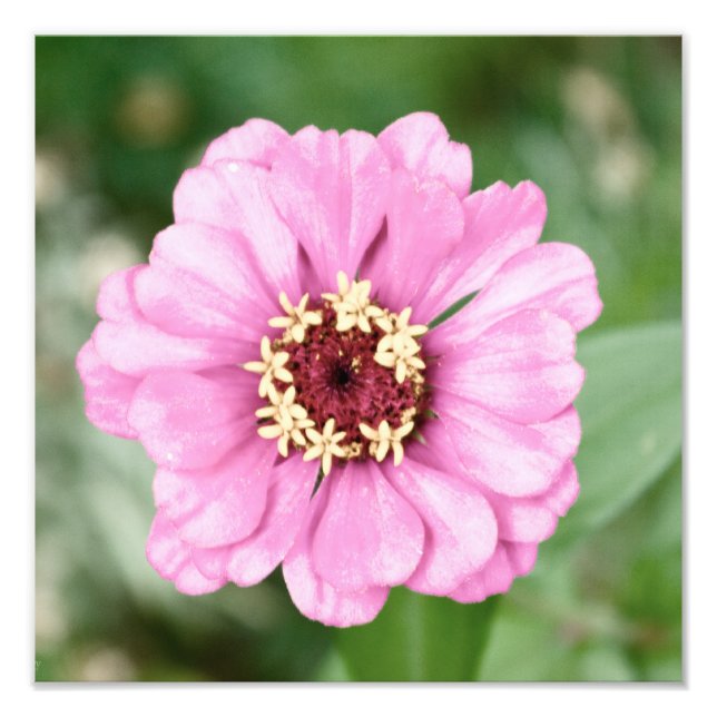 Johann's Beauty Photo (Front)