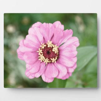 Johann's Beauty Plaque