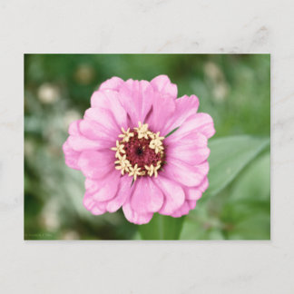 Johann's Beauty Postcard