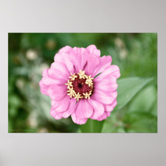 Johann's Beauty Poster