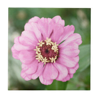 Johann's Beauty Tile
