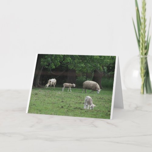 John 102728 Sheep Card