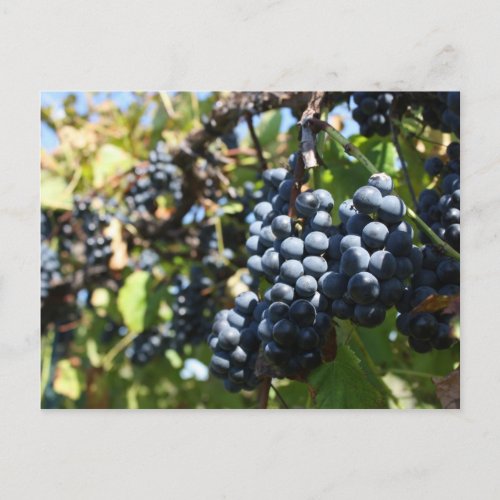 John 155 Grapes Postcard