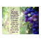 John 15:5 I Am the Vine You are the Branches Bible