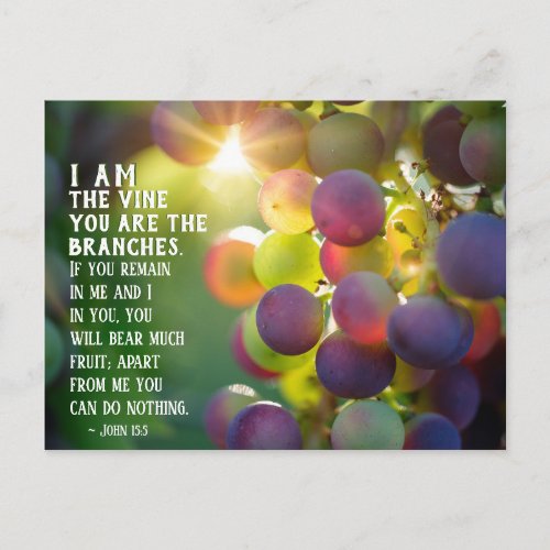 John 155 I Am the Vine You are the Branches Jesus Postcard