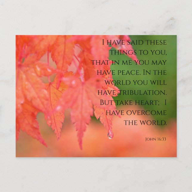 John 16:33 Red Japanese Maple Raindrop Postcard (Front)