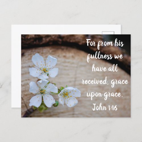 John 116 Wild Cherry Flowers Postcard