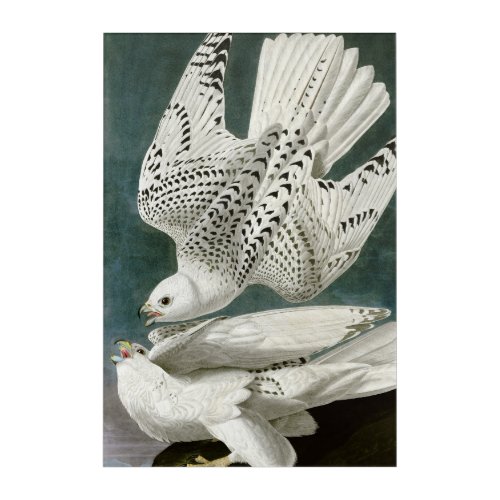 John Audubon Bird Gyrfalcon  Acrylic Print