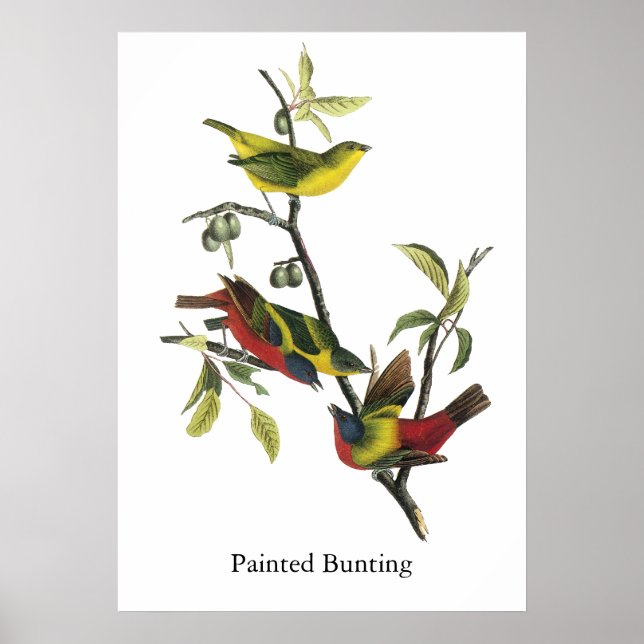 John Audubon Painted Bunting Print (Front)