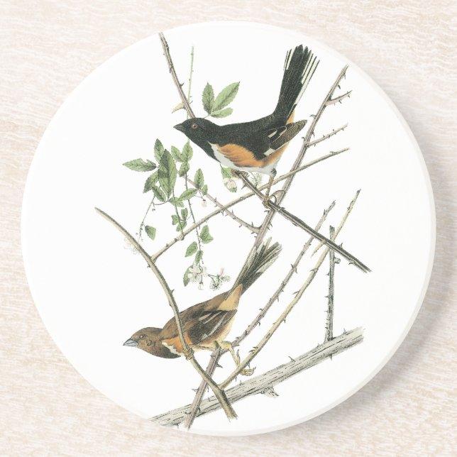 John Audubon Rufous-sided Towhee Sandstone Coaster (Front)
