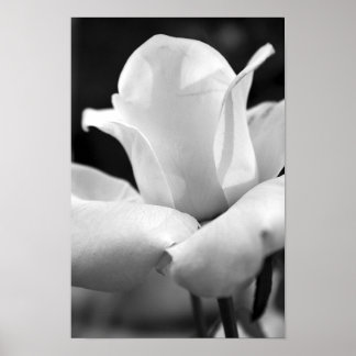 John F. Kennedy Rose Poster