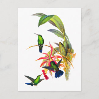 John Gould's Hummingbirds with Pink Orchids Postcard