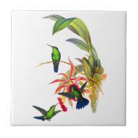 John Gould's Hummingbirds with Pink Orchids